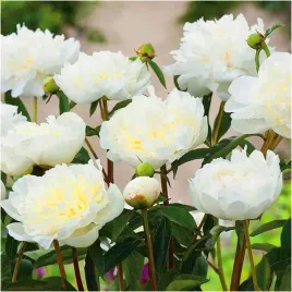 peonia-piwonia-biala-duchesse-nemours-sadzonki-klacza-3-szt-gratis