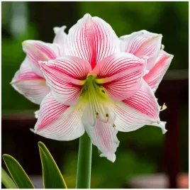amarylis-rozowy-na-dzien-matki-zwartnica-hippeastrum-cebulki-3-szt-gratis