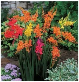 krokosmia-cynobrowka-ogrodowa-crocosmia-mix-kolorow-cebulki-20-szt-gratis