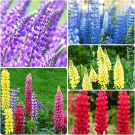 lubin-lupinus-ozdobny-miododajny-mix-russell-sadzonki-klacza-6-szt-gratis