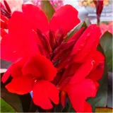 canna-kanna-paciorecznik-czerwona-brilliant-sadzonki-klacza-3-szt-gratis