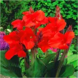 canna-kanna-paciorecznik-czerwona-brilliant-sadzonki-klacza-3-szt-gratis-czas-sadzenia-sadzone-wiosna-wykopywanie-na-zime