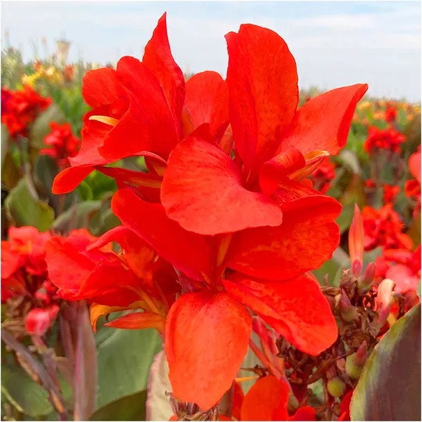 canna-kanna-paciorecznik-czerwona-brilliant-sadzonki-klacza-3-szt-gratis-rodzaj-rosliny-kanna