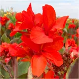 canna-kanna-paciorecznik-czerwona-brilliant-sadzonki-klacza-3-szt-gratis-rodzaj-rosliny-kanna