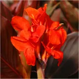 canna-kanna-paciorecznik-czerwona-brilliant-sadzonki-klacza-3-szt-gratis-roslina-w-postaci-bulwy-cebule-klacza-w-opakowaniu-zbiorczym