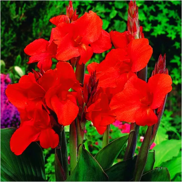 canna-kanna-paciorecznik-czerwona-brilliant-sadzonki-klacza-3-szt-gratis-styl-ogrod-japonski-ogrod-nowoczesny-ogrod-srodziemnomorski-ogrod-wiejski