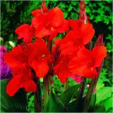 canna-kanna-paciorecznik-czerwona-brilliant-sadzonki-klacza-3-szt-gratis-styl-ogrod-japonski-ogrod-nowoczesny-ogrod-srodziemnomorski-ogrod-wiejski