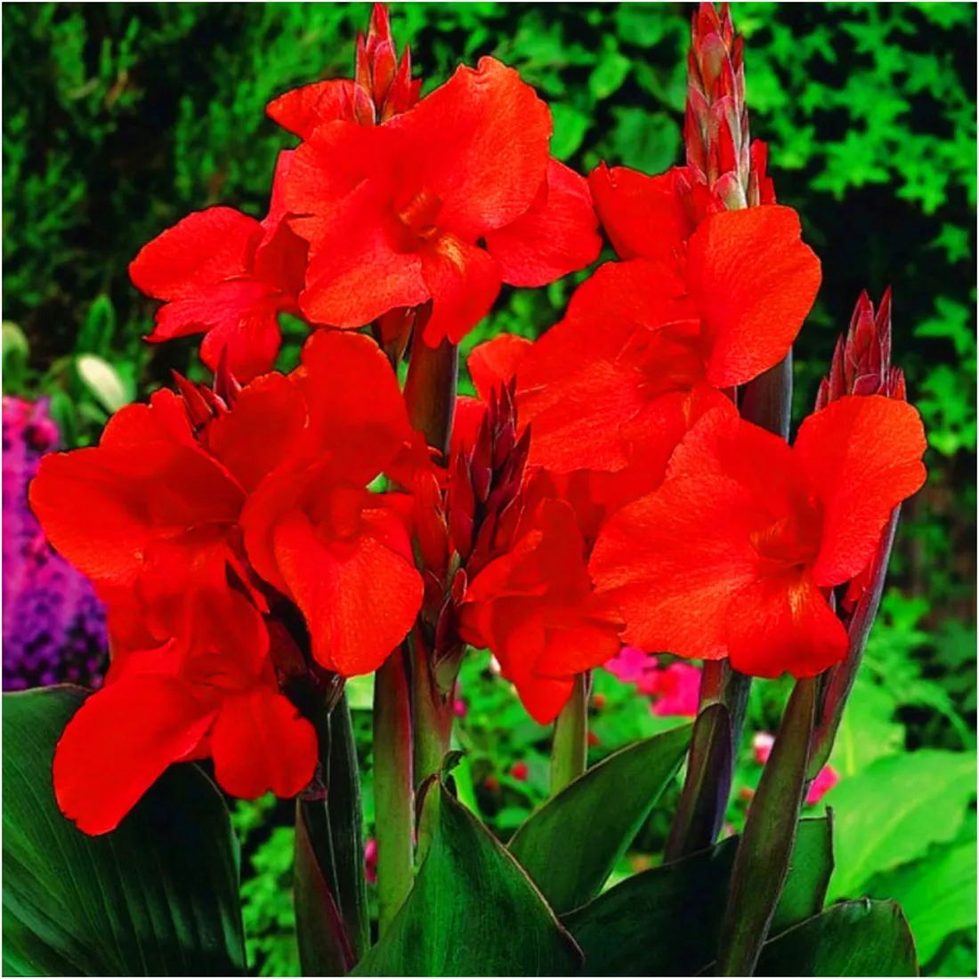 canna-kanna-paciorecznik-czerwona-brilliant-sadzonki-klacza-3-szt-gratis-czas-sadzenia-sadzone-wiosna-wykopywanie-na-zime