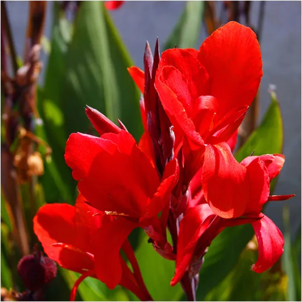 canna-kanna-paciorecznik-czerwona-brilliant-sadzonki-klacza-3-szt-gratis-stan-opakowania-oryginalne