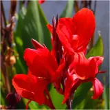 canna-kanna-paciorecznik-czerwona-brilliant-sadzonki-klacza-3-szt-gratis-stan-opakowania-oryginalne