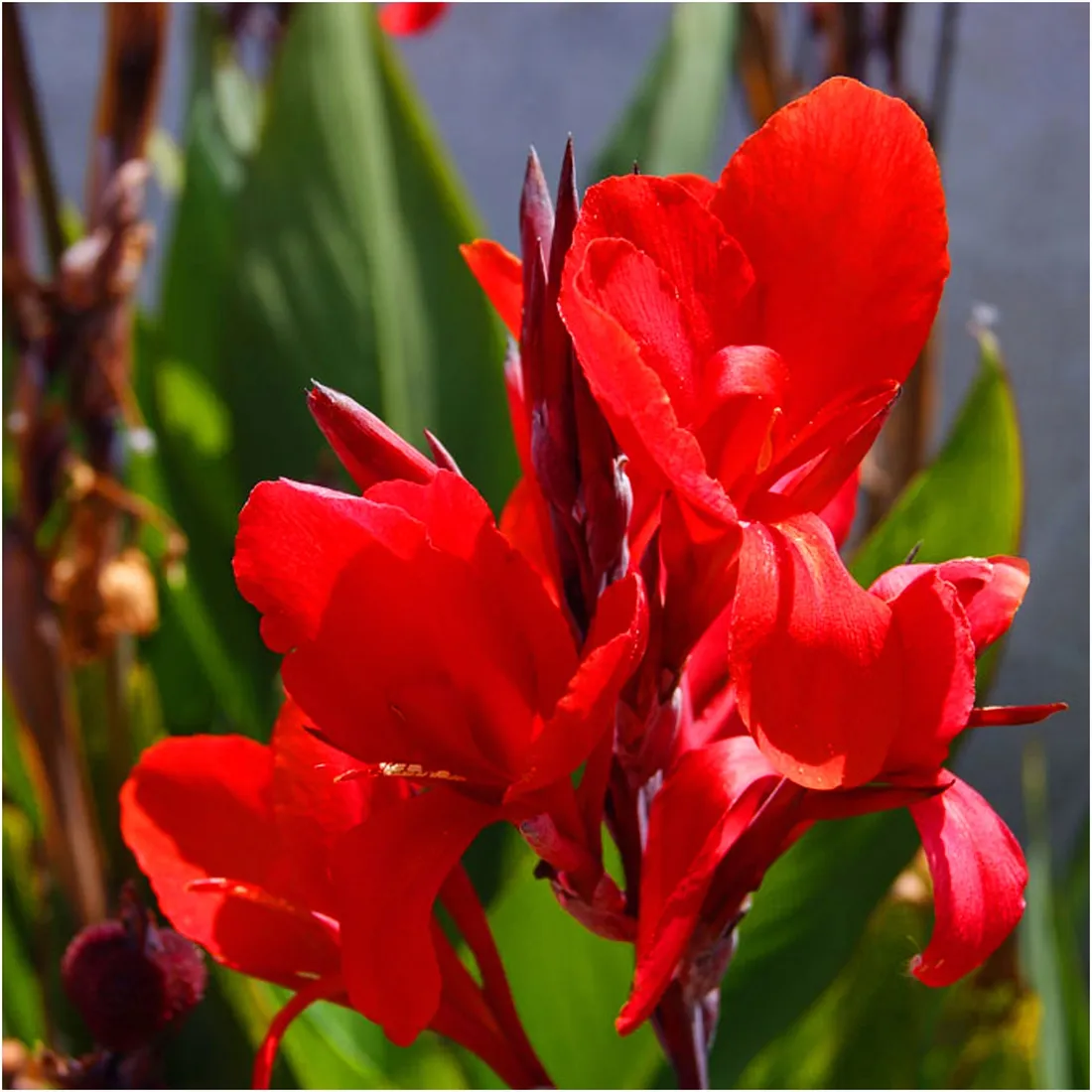 canna-kanna-paciorecznik-czerwona-brilliant-sadzonki-klacza-3-szt-gratis-czas-sadzenia-sadzone-wiosna-wykopywanie-na-zime