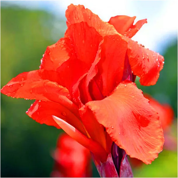 canna-kanna-paciorecznik-czerwona-brilliant-sadzonki-klacza-3-szt-gratis-cykl-rozwojowy-rosliny-jednoroczna