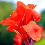 canna-kanna-paciorecznik-czerwona-brilliant-sadzonki-klacza-3-szt-gratis-cykl-rozwojowy-rosliny-jednoroczna