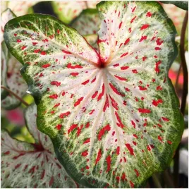 kaladium-bulwa-ogrodowe-caladium-ginger-land-sadzonki-bulwy-1-szt-gratis