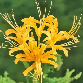 lilia-pajecza-zolta-lycoris-aurea-yellow-cebulki-3-szt-gratis