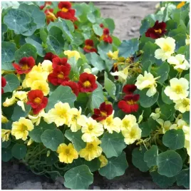 nasturcja-karlowata-night-and-day-nasiona-2g