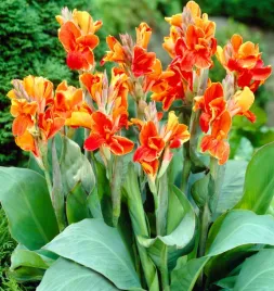 canna-kanna-paciorecznik-carnaval-pomaranczowa-sadzonki-klacza-3szt-gratis