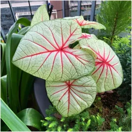 kaladium-bulwa-ogrodowe-caladium-fantasy-sadzonki-bulwy-3-szt-gratis