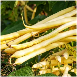 fasola-szparagowa-karlowa-zolta-sonesta-bezwloknista-odporna-50-g