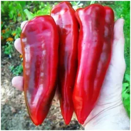 papryka-slodka-spiczasta-marconi-slodka-do-gruntu-i-oslon-nasiona-05-g