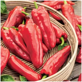 papryka-slodka-spiczasta-marconi-slodka-do-gruntu-i-oslon-nasiona-05-g