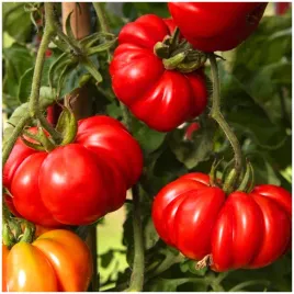 pomidor-gruntowy-wysoki-costoluto-fiorentino-nasiona-03-g