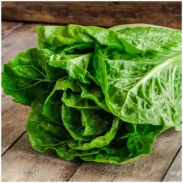 salata-rzymska-galba-wczesna-nasiona-1g