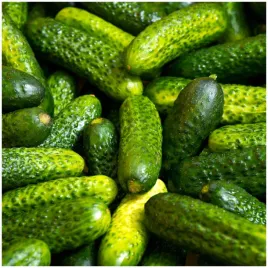 ogorek-gruntowy-anulka-typ-korniszonowy-konserwowy-kiszony-nasiona-5-g