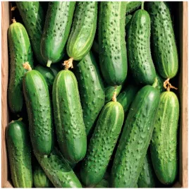 ogorek-gruntowy-hela-f1-do-konserwowania-i-kiszenia-nasiona-5-g