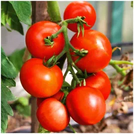 pomidor-gruntowy-moneymaker-wczesny-plenny-wysoki-nasiona-05-g