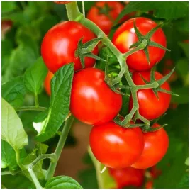 pomidor-koktajlowy-red-cherry-plenny-wysoki-slodki-nasiona-05-g