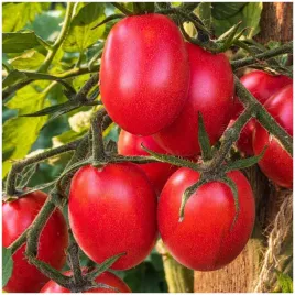 pomidor-gruntowy-malinowy-kapturek-plenny-wczesny-nasiona-03-g