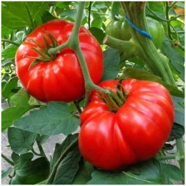 pomidor-wysoki-marmande-do-gruntu-pod-oslony-odporny-nasiona-05-g