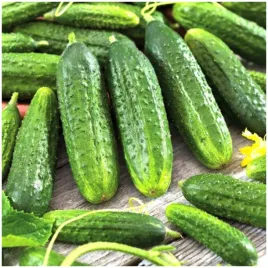 ogorek-gruntowy-regina-konserwowy-kiszony-nasiona-5-g