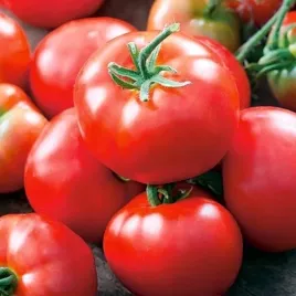 pomidor-dafne-f1-szklarniowy-tunelowy-polowy-wczesny-nasiona-02-g