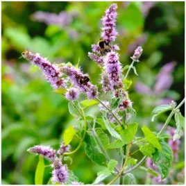 mieta-dlugolistna-lecznicza-dekoracyjna-wieloletnia-nasiona-001-g