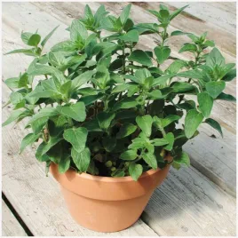 stewia-rebaudiana-stevia-biale-kwiaty-naturalny-slodzik-nasiona-ziol-001-g