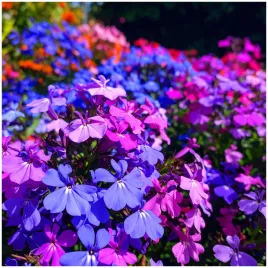 lobelia-przyladkowa-stroiczka-mix-kolorow-nasiona-03-g