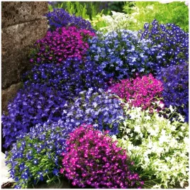 lobelia-przyladkowa-stroiczka-mix-kolorow-nasiona-03-g