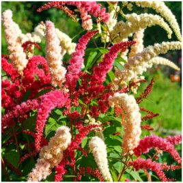 szarlat-wiechowaty-mix-ozdoba-do-rabat-i-suchych-kompozycji-nasiona-1-g