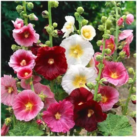 malwa-jednoroczna-summer-carnival-mix-kolorow-nasiona-05g