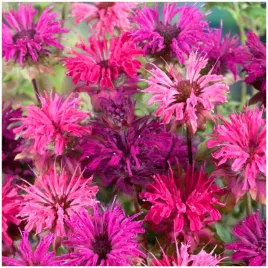 pysznoglowka-monarda-mix-miododajna-cytrynowy-zapach-nasiona-01-g