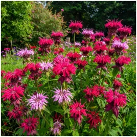 pysznoglowka-monarda-mix-miododajna-cytrynowy-zapach-nasiona-01-g