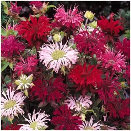 pysznoglowka-monarda-mix-miododajna-cytrynowy-zapach-nasiona-01-g