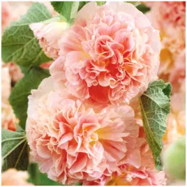 malwa-ogrodowa-pelna-lososiowa-rozowa-nasiona-05g