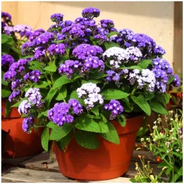 heliotrop-ogrodowy-niebeskie-kwiaty-czekoladowo-waniliowy-zapach-01-g