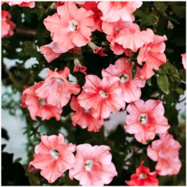 petunia-ogrodowa-zwisajaca-lux-lososiowa-nasiona-002-g