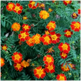 aksamitka-waskolistna-paprika-nasiona-05-g