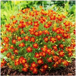 aksamitka-waskolistna-paprika-nasiona-05-g