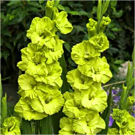 gladiolus-cebulki-mieczyk-zielony-green-star-cebulki-5-szt-gratis